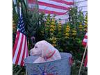 Labrador Retriever Puppy for sale in Belle Plaine, IA, USA