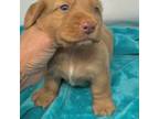 Dachshund Puppy for sale in West Monroe, LA, USA