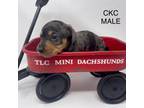 Dachshund Puppy for sale in West Monroe, LA, USA