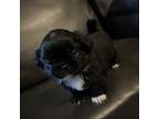 Pekingese Puppy for sale in Oklahoma City, OK, USA