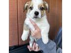 Australian Cattle Dog Puppy for sale in Eagle Point, OR, USA