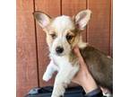 Australian Cattle Dog Puppy for sale in Eagle Point, OR, USA