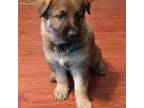 German Shepherd Dog Puppy for sale in Gladwin, MI, USA