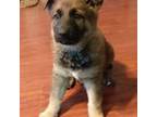 German Shepherd Dog Puppy for sale in Gladwin, MI, USA