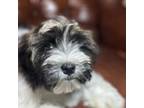 Havanese Puppy for sale in Memphis, TN, USA