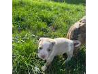 American Pit Bull Terrier Puppy for sale in Portage, MI, USA