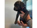 Cane Corso Puppy for sale in Ellensburg, WA, USA