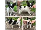Papillon Puppy for sale in Elk River, MN, USA
