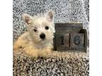 West Highland White Terrier Puppy for sale in Knoxville, TN, USA