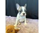 French Bulldog Puppy for sale in Manhattan, KS, USA
