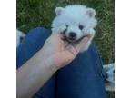 American Eskimo Dog Puppy for sale in Midland, MI, USA