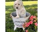 Labradoodle Puppy for sale in Shell Lake, WI, USA