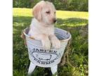 Labradoodle Puppy for sale in Shell Lake, WI, USA