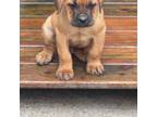 Cane Corso Puppy for sale in Poulsbo, WA, USA