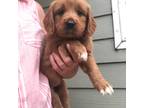 Goldendoodle Puppy for sale in Deer River, MN, USA