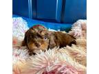 Mutt Puppy for sale in Palm Bay, FL, USA