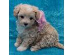 Maltipoo Puppy for sale in Taft, TN, USA