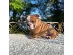Bulldog Puppy for sale in Littleton, MA, USA