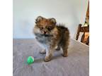 Pomeranian Puppy for sale in Keosauqua, IA, USA