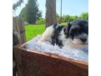 Maltipoo Puppy for sale in Boydton, VA, USA