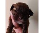 Shih-Poo Puppy for sale in Boydton, VA, USA