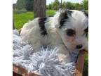 Maltipoo Puppy for sale in Boydton, VA, USA