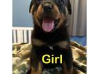 Girl puppy