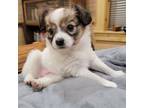 Papillon Puppy for sale in Marion, KS, USA