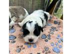 Maltese Puppy for sale in Sanford, NC, USA