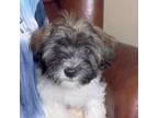 Havanese Puppy for sale in Memphis, TN, USA