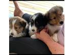 Shetland Sheepdog Puppy for sale in Clarkson, KY, USA