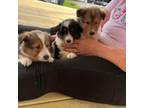 Shetland Sheepdog Puppy for sale in Clarkson, KY, USA