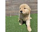 Golden Retriever Puppy for sale in Monroe, WA, USA