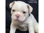 French Bulldog Puppy for sale in Moore, OK, USA