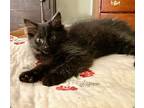 Sterling, Domestic Mediumhair For Adoption In Cumberland, Maine