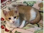 Ollie, Domestic Shorthair For Adoption In Cumberland, Maine