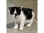 Kitten: Rambo, Domestic Shorthair For Adoption In Columbia, Maryland
