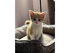 Kitten: Ryli, Domestic Shorthair For Adoption In Columbia, Maryland
