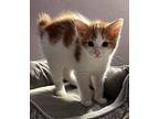 Kitten: River, Domestic Shorthair For Adoption In Columbia, Maryland