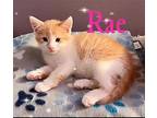 Kitten: Rae, Domestic Shorthair For Adoption In Columbia, Maryland