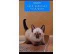 Scout, Siamese For Adoption In St Augustine, Florida