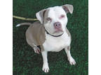 Cocoa, American Pit Bull Terrier For Adoption In Slinger, Wisconsin
