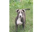 Molly, American Staffordshire Terrier For Adoption In Saugus, Massachusetts