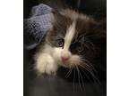 Teacup, Domestic Shorthair For Adoption In Raleigh, North Carolina