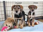 Cross, Border Terrier For Adoption In Jackson, Tennessee