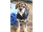 Dunhill, Border Terrier For Adoption In Jackson, Tennessee