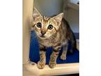 Toast, Domestic Shorthair For Adoption In Fort Myers, Florida