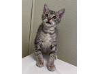 Tito, Domestic Shorthair For Adoption In Fort Myers, Florida
