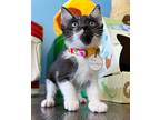 The Cranberries, Domestic Shorthair For Adoption In Fort Myers, Florida