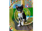 Metallica, Domestic Shorthair For Adoption In Fort Myers, Florida